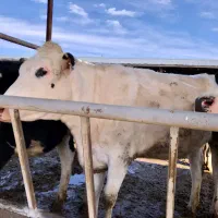 فروش گاو شیری هلشتاین اصیل