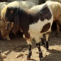 ساورن پاکستانی|حیوانات مزرعه|دالاهو, |دیوار