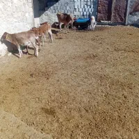 گاو وگوساله|حیوانات مزرعه|ابرکوه, |دیوار