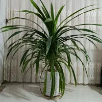 گل پاندانوس