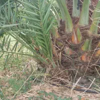 پاجوش نخل پیارم