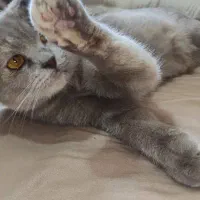 اسکاتیش فولد لیلاک ماده آماده جفت گیری