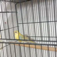 ماده طوطی آوازه خوان|پرنده|اصفهان, مهدی آباد|دیوار