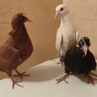 کبوتر جوجه گلی پلنگ سیاه پلنگ سور دم سفید