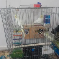 عروس هلندی مولد