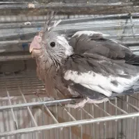 جوجه عروس هلندی وات فیس