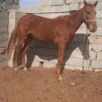 مادیان ۳ساله سرحال|اسب و تجهیزات اسبسواری|گنبد کاووس, |دیوار