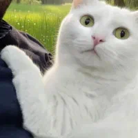 فروش تعدادی گربه خانگی