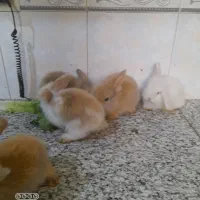 بچه خرگوش لوپ