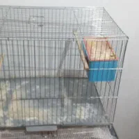 یک قفس پرندپنصدتومان۱عددمرغ عشق ۷ماهه جدا قیمت۱۳۰