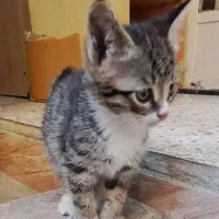 گربه سالم نژاد DSH