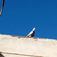 کبوتر|پرنده|ایوان, |دیوار