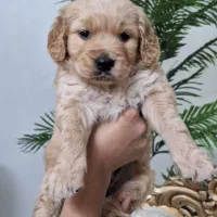 واگذاری سگ نژاد گلدن خالص