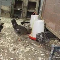 مرغ با جوجه خروس گلین کوشین پولند برهما|حیوانات مزرعه|رشت, بوسار|دیوار