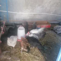 مرغ و خروس مرندی