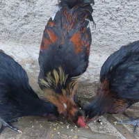 مرغ و خروس محلی