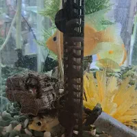 آکواریوم شرکتی با کلیه لوازم|ماهی|مشهد, نوید|دیوار