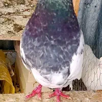 نر کله الماسی سو قدیم معامله هم میکنم