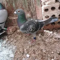 پلاکی نر گرفتنی  پیگو