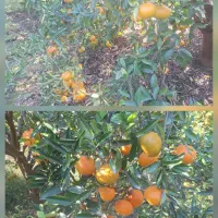فروش نارنگی پج