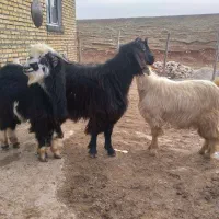 بزغاله نر|حیوانات مزرعه|کرمانشاه, |دیوار