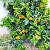 انواع درخت مرکبات|خدمات باغبانی و درختکاری|کازرون, |دیوار