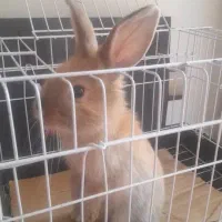 حیوان خرگوش|موش و خرگوش|تهران, پونک|دیوار