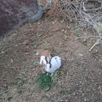 دو عدد خرگوش