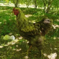 چند تا خروس بفروش میرسد