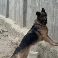 سگ نژاد ژرمن شولاین اصیل