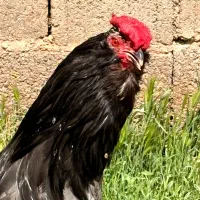 خروس گلین40تاج