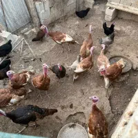 فروش مرغ،خروس و بوقلمون