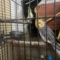 یک جفت عروس مولد