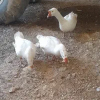 قوغاز|حیوانات مزرعه|سرپل ذهاب, |دیوار
