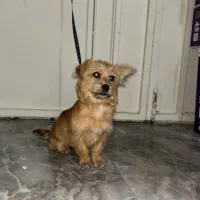 سگ پا کوتاه|سگ|اهر, |دیوار