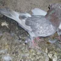 کفتر