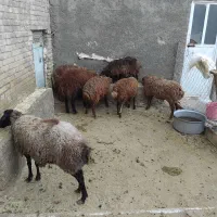 بره ماده