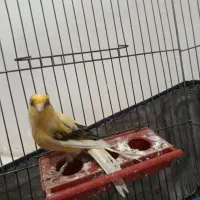 قناری نر|پرنده|الوند, |دیوار