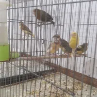 پرنده قفسی|پرنده|آبدانان, |دیوار