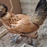 مرغ نجیب، زیبا و تخم‌گذار (کلکسیونی و خاص)