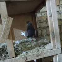 200|پرنده|کوهدشت, |دیوار