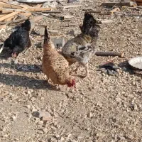 مرغ و خروس گلین اصل
