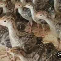 بوقلمون|حیوانات مزرعه|کرج, ترمینال کلانتری|دیوار