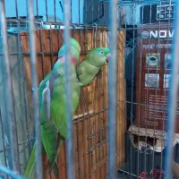 شاه طوطی مولد