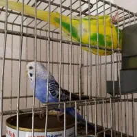 مرغ عشق مولد ،سینه سرخ سهره|پرنده|قزوین, |دیوار