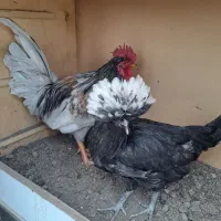 مرغ وخروس محلی