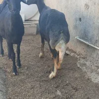 دوعدد میش چهار دندان