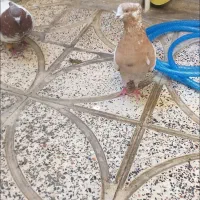 کفتر کله ای خوب|پرنده|قدس, شهرقدس|دیوار