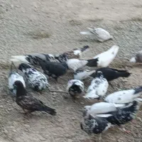 ۱۶ عدد کفتر پریشی|پرنده|شهریار, دهشاد بالا|دیوار