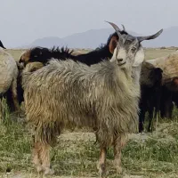 کهره چبش داشتی و کشتی|حیوانات مزرعه|شیراز, اصلاح‌نژاد|دیوار
